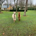 The Mews